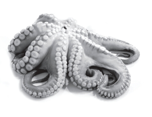 Octopus